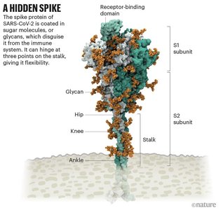 SARS-CoV-2 spike protein structure