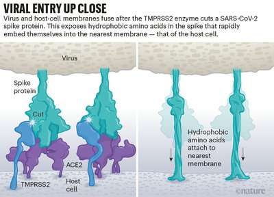 SARS-CoV-2 spike protein and host cell entry