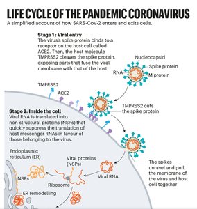 Syncytia formation in SARS-CoV-2 infection