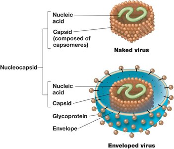 Naked and enveloped virus structure
