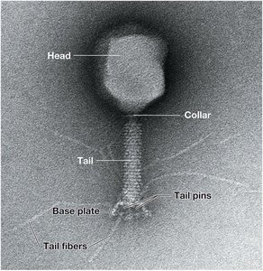 Bacteriophage structure