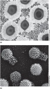 Surface projections on viral particles