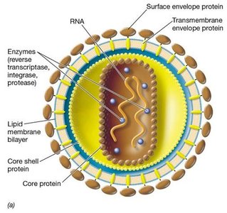 Structure of an enveloped retrovirus