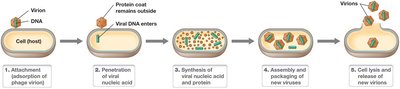 Steps of the lytic replication cycle