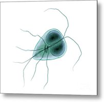 Giardia lamblia parasite illustration