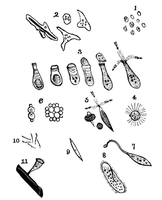 Early microscope drawings of microorganisms