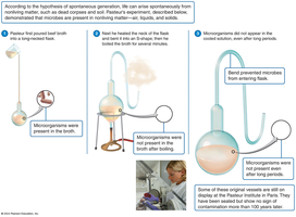 Pasteur's swan-neck flask experiment disproving spontaneous generation