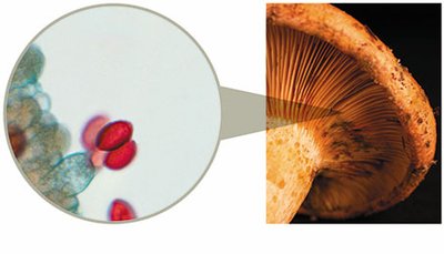 Basidiospores from mushrooms