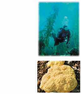 Examples of protists: kelp and slime mold