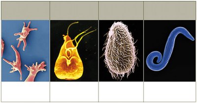 Protozoan diversity: amoeboid, flagellated, ciliated, spore-forming