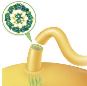 Eukaryotic flagellum structure