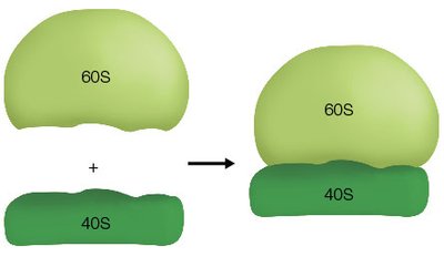 Eukaryotic ribosome structure