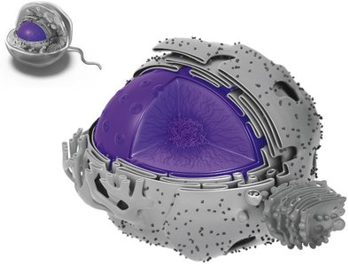 Nucleus structure