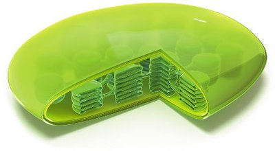 Chloroplast structure