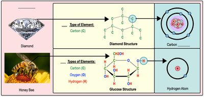 Examples of matter: diamond and honey bee, showing atomic structure