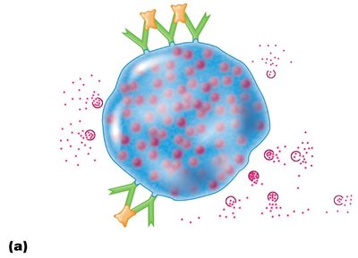 The mechanism of anaphylaxis: IgE antibodies on mast cells trigger degranulation and mediator release