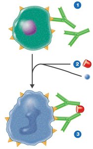 Tissue typing: anti-HLA antibodies and complement test