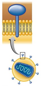 HIV structure and attachment to CD4+ T cell