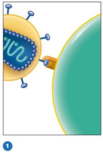 Attachment of HIV to CD4 and coreceptor