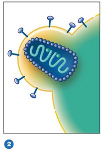 Fusion of HIV with cell membrane