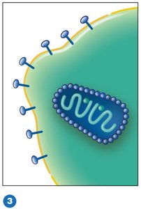 Entry of HIV and uncoating of viral RNA