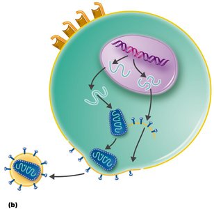 Active HIV infection in CD4+ T cells