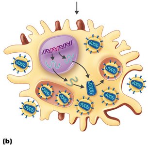 Active HIV infection in macrophages and dendritic cells