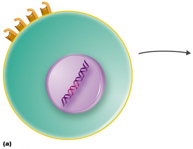 Latent HIV infection in CD4+ T cells