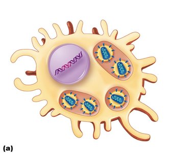 Latent HIV infection in macrophages