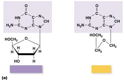 Acyclovir structure compared to deoxyguanosine