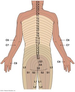 Dermatomes affected by shingles