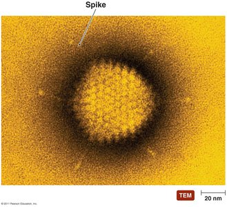 Adenovirus structure