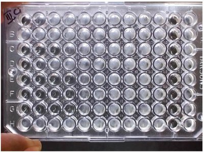 MIC test in a 96-well plate