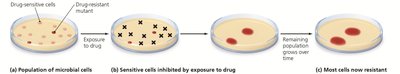 Development of a resistant strain of bacteria