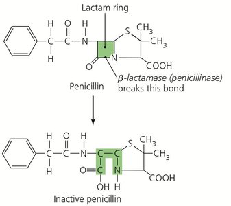 Beta-lactamase inactivating penicillin by breaking the lactam ring