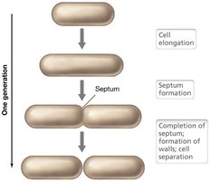Binary fission process