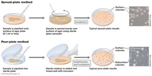 Spread-plate and pour-plate methods