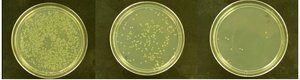 Dilution in liquid culture and colony formation