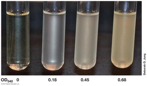 Turbidity in test tubes at different optical densities