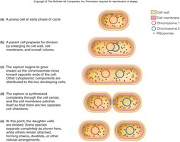 Cell cycle and septum formation in bacteria
