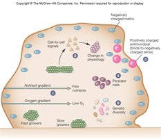 Biofilm structure and cell-to-cell communication