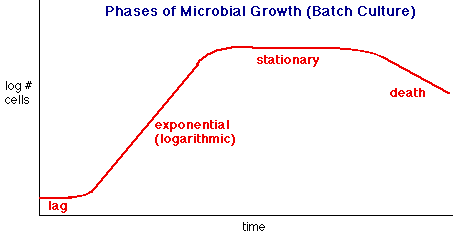 Phases of microbial growth in batch culture