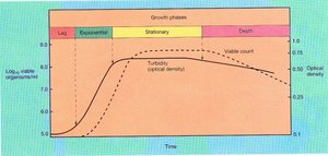 Growth phases and optical density in batch culture