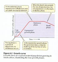 Growth curve with explanations of each phase