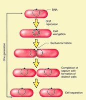 Binary fission with DNA replication and cell division
