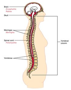 Anatomy of the nervous system showing brain, meninges, spinal cord, and vertebrae