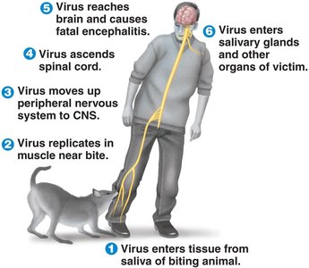 Pathology of rabies infection: virus movement from bite to CNS and salivary glands