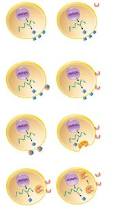 How a protein can be infectious: prion conversion process