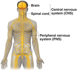 Diagram of central and peripheral nervous system