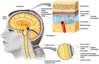 Cross-section of brain and spinal cord showing meninges and cerebrospinal fluid